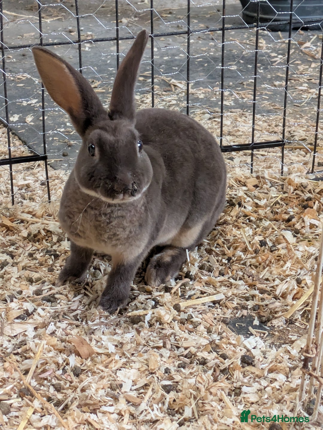 Rex rabbits for sale: Pure breed chocolate Otter Rex rabbits - Image 4