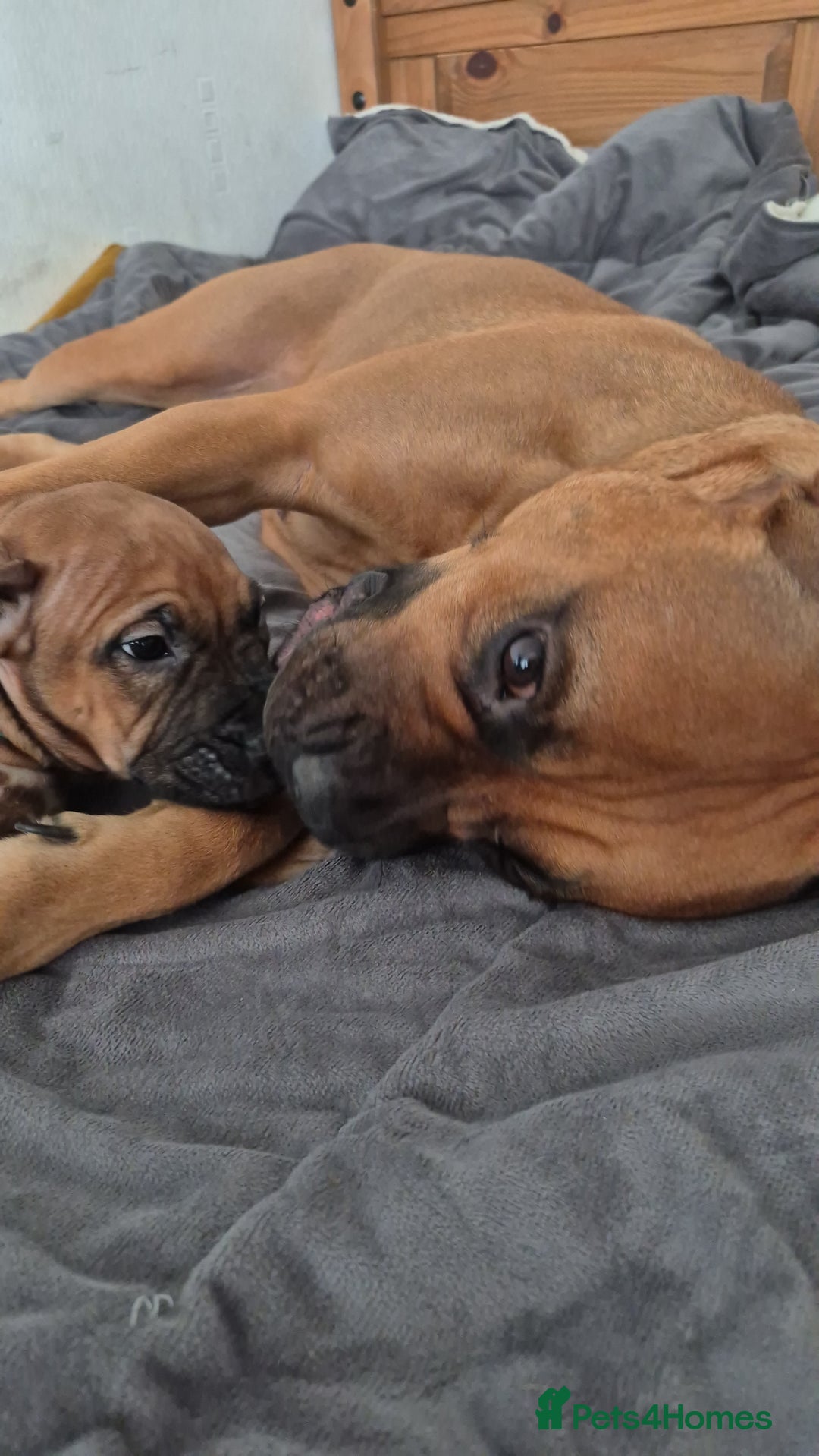 Mixed Breed dogs for sale: Bullmastiff x puppies 🐶  - Advert 12