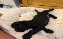 Cocker Spaniel dogs for sale: 7x Dock Tail Cocker Spaniel Puppies - Image 7