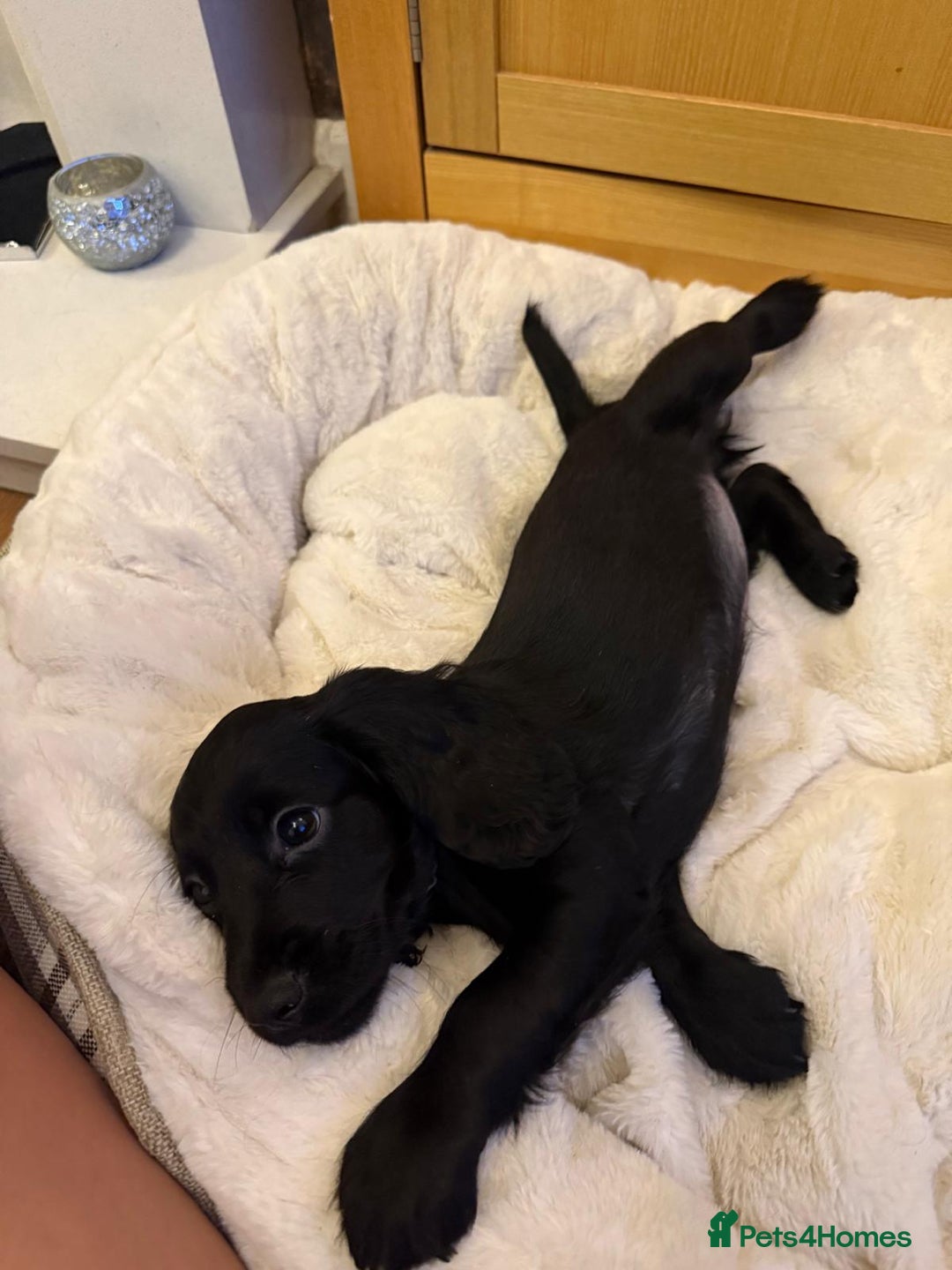 Cocker Spaniel dogs for sale: 7x Dock Tail Cocker Spaniel Puppies - Image 7