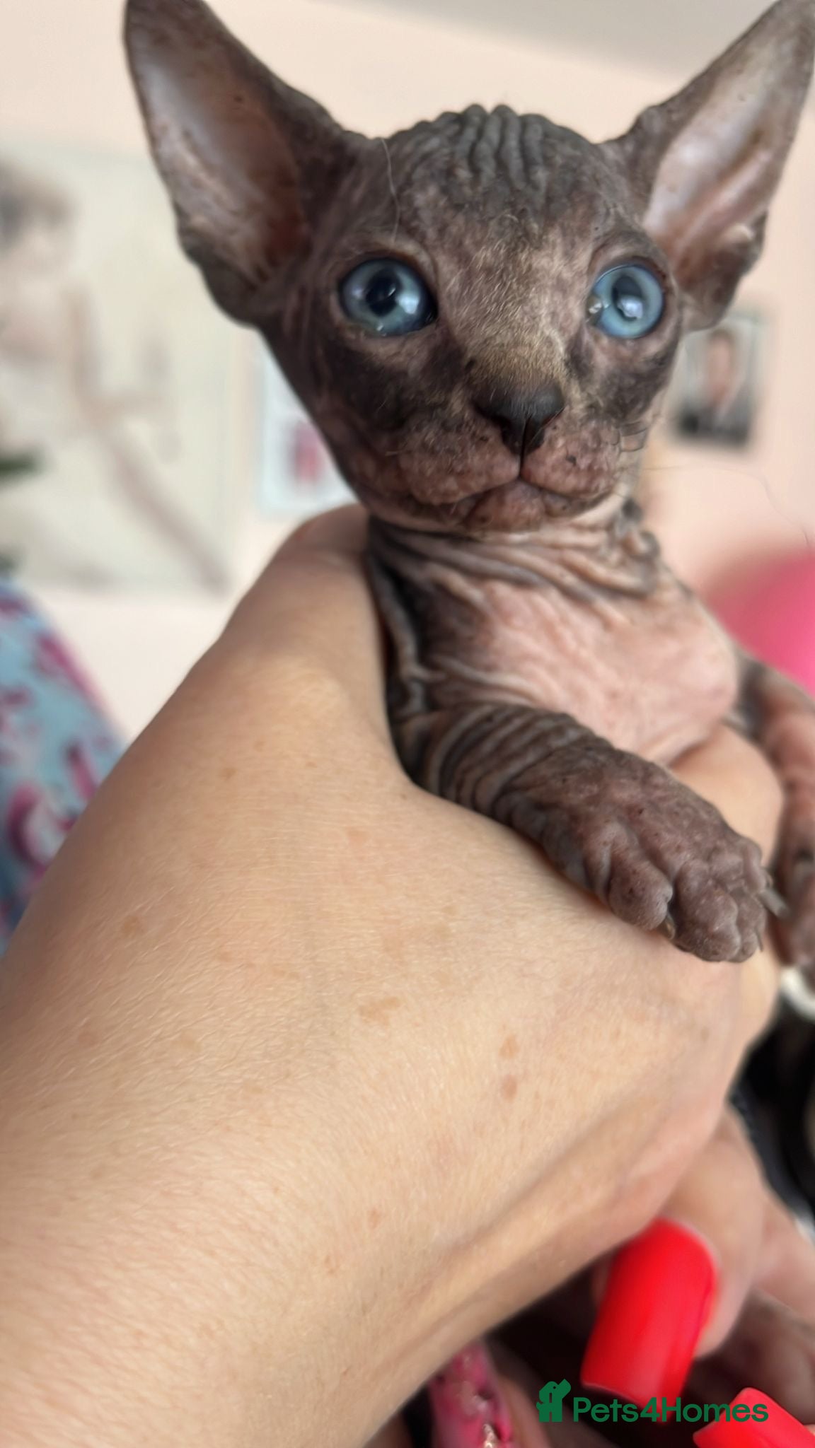 Sphynx cats 3 amazing boys available for reservation. - Advert 2