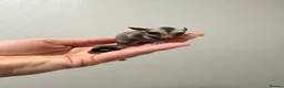 Sugar Glider rodents for sale: Joeys now OOP! 2 available  - Advert 4