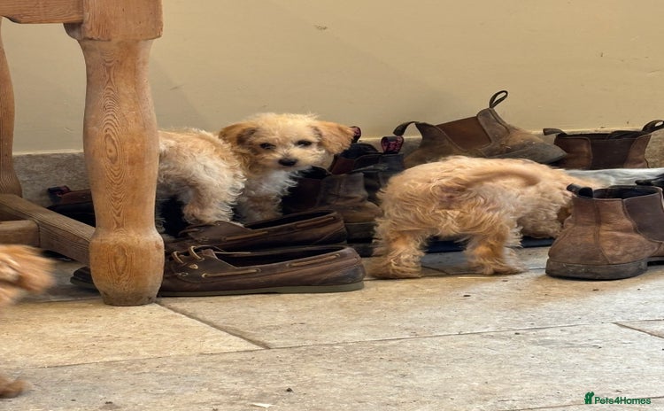 Mixed Breed dogs - Advert 1