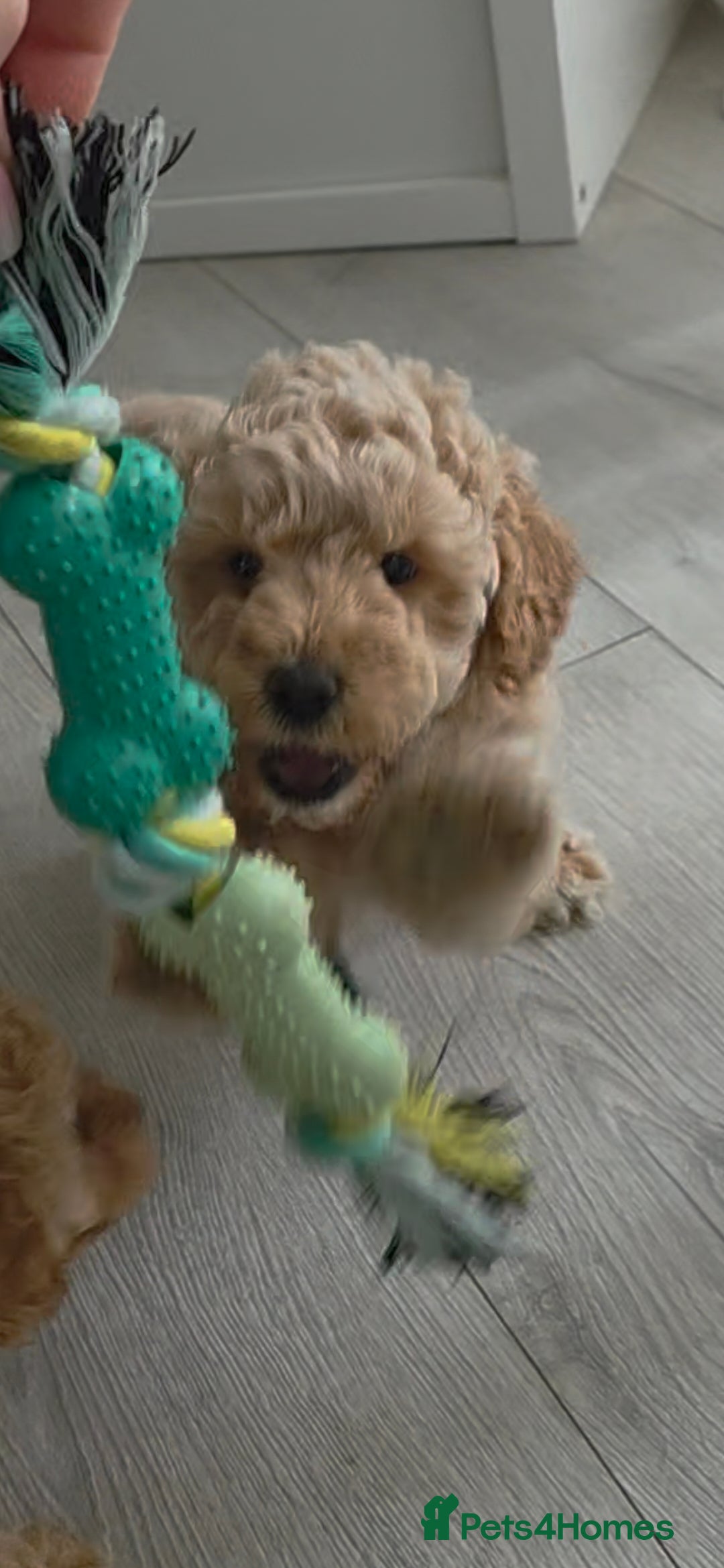 Cockapoo dogs for sale: Cockapoo puppies FB1 miniature poodle X Cockapoo  - Advert 11