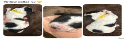 Miniature Poodle dogs for sale: KC parti colour miniature poodle puppies - Advert 10