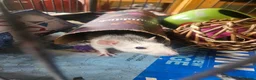 Rat rodents for sale: 4 female rats for adoption  - Advert 10
