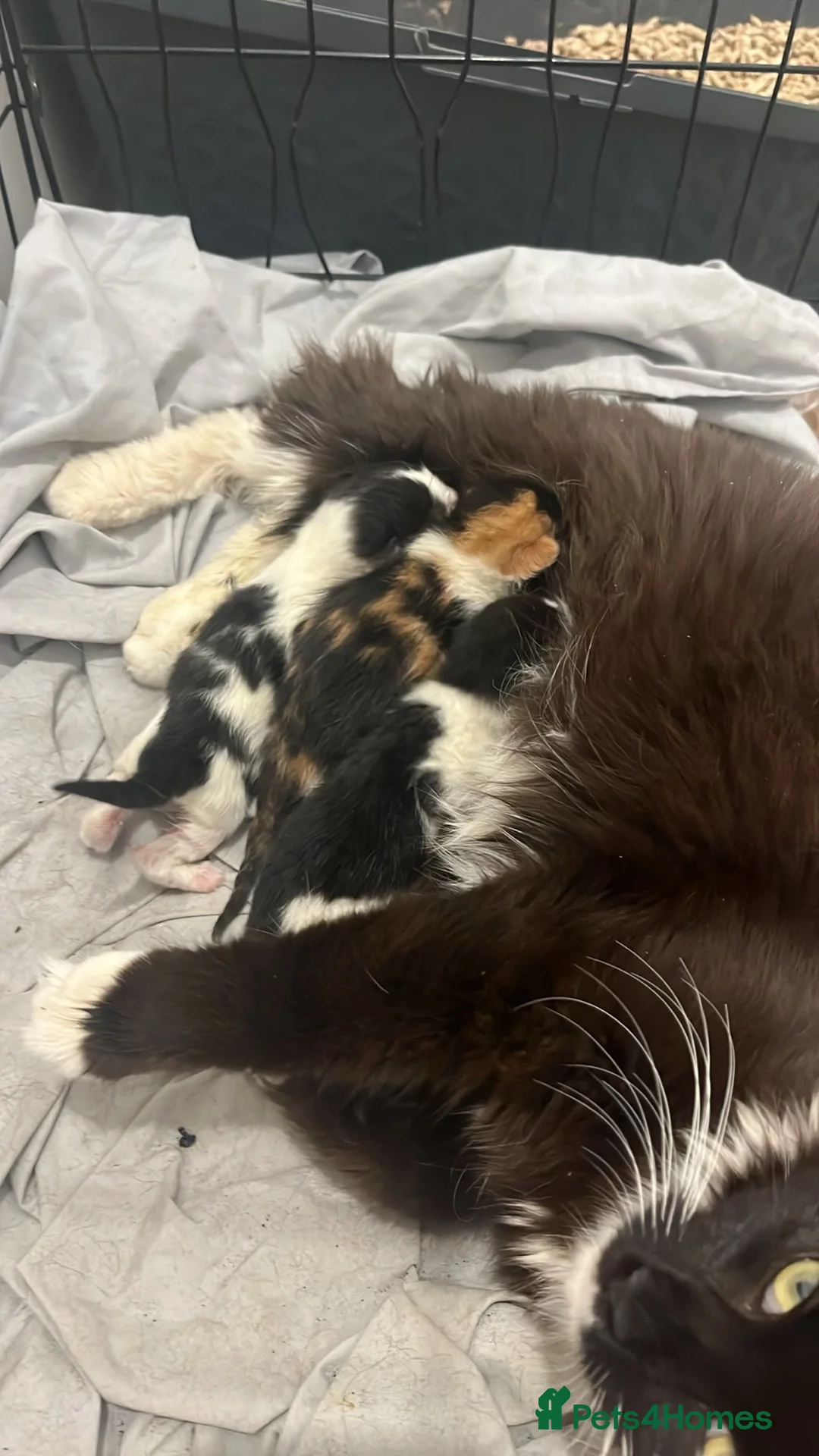 Ragdoll cats for sale: Ragdoll cross kittens  in Stroud - Advert 2