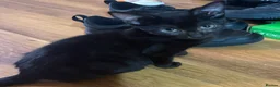 Mixed Breed cats for sale: Little ones are looking for loving home - Advert 28
