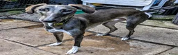 Lurcher dogs for adoption: NORMAN, young lurcher in rescue - Advert 3