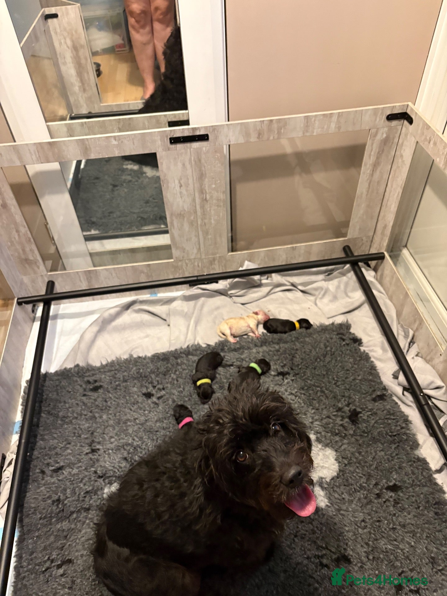 Labradoodle dogs 5* MINI Labradoodle  - Advert 1