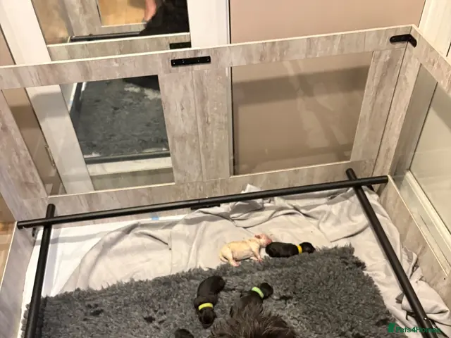 Labradoodle dogs 5* MINI Labradoodle DNA tested ready now - Advert 20