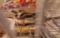 Sugar Glider rodents for sale: 2 female sugar gliders for sale - Image 12