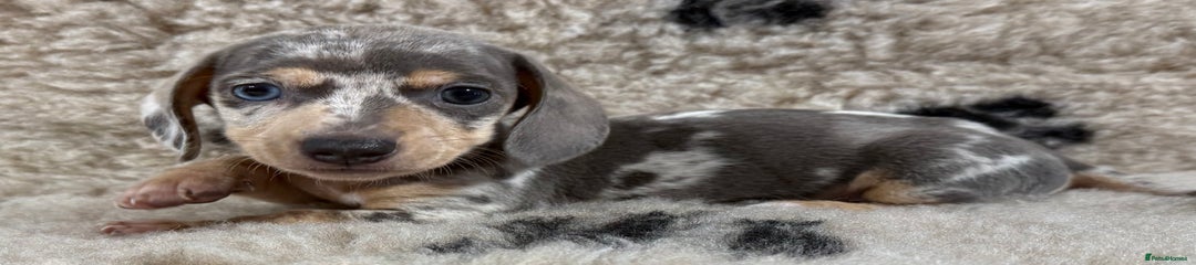 Miniature Dachshund Puppy 3