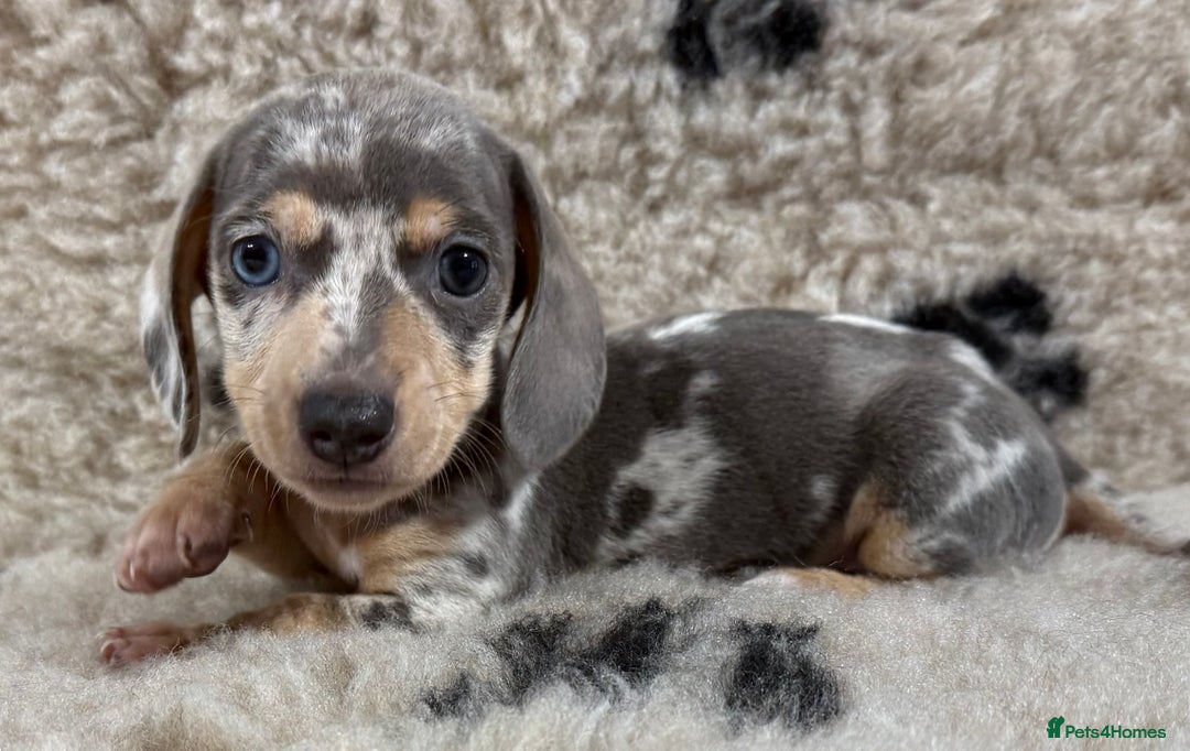 Miniature Dachshund dogs for sale: Miniature dachshund - Image 15