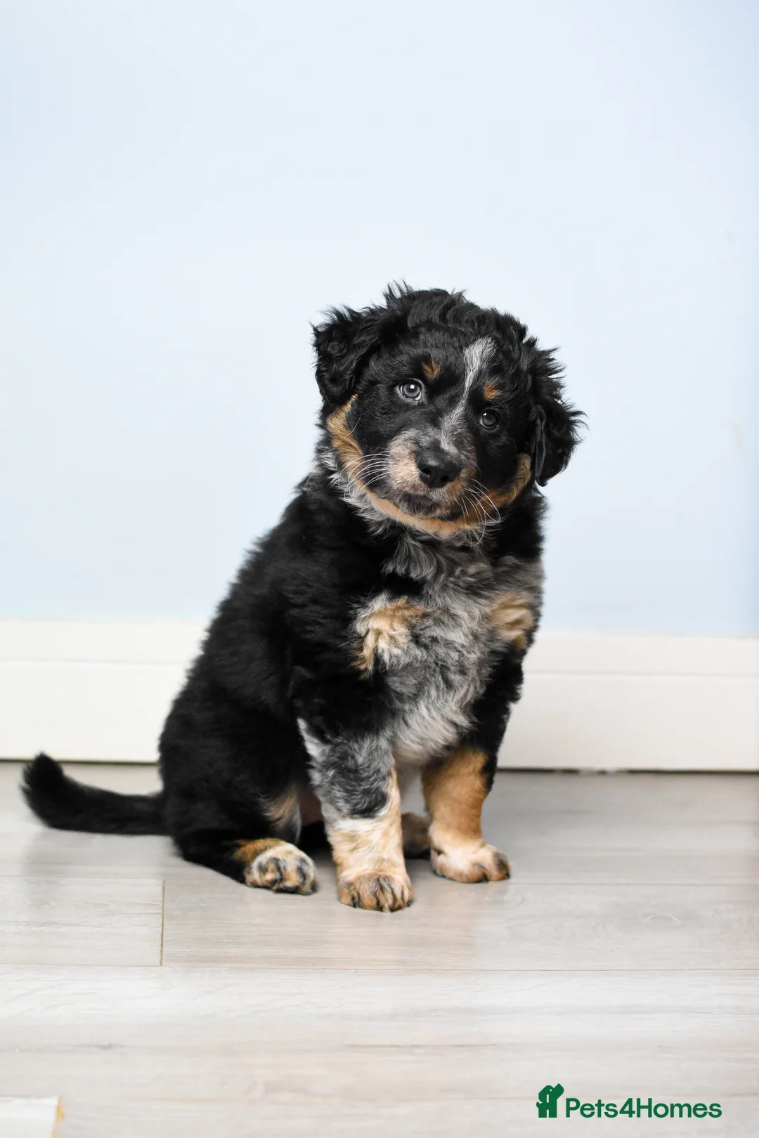 Border Collie dogs for stud: DNA clear proven Border Collie stud  in Treorchy - Advert 9