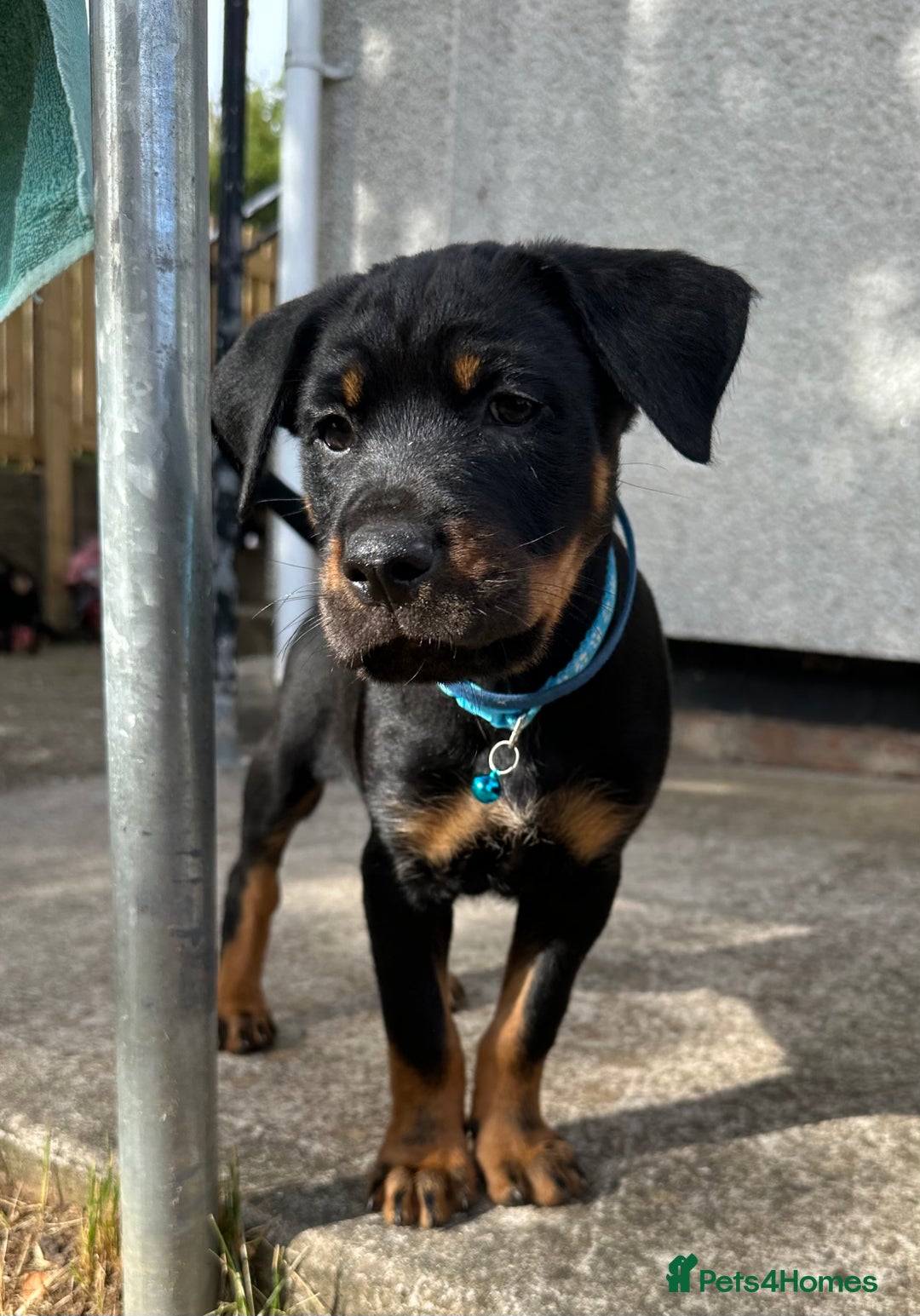 Rottweiler dogs for sale: Healthy Rottweiler puppies ready now  - Image 2