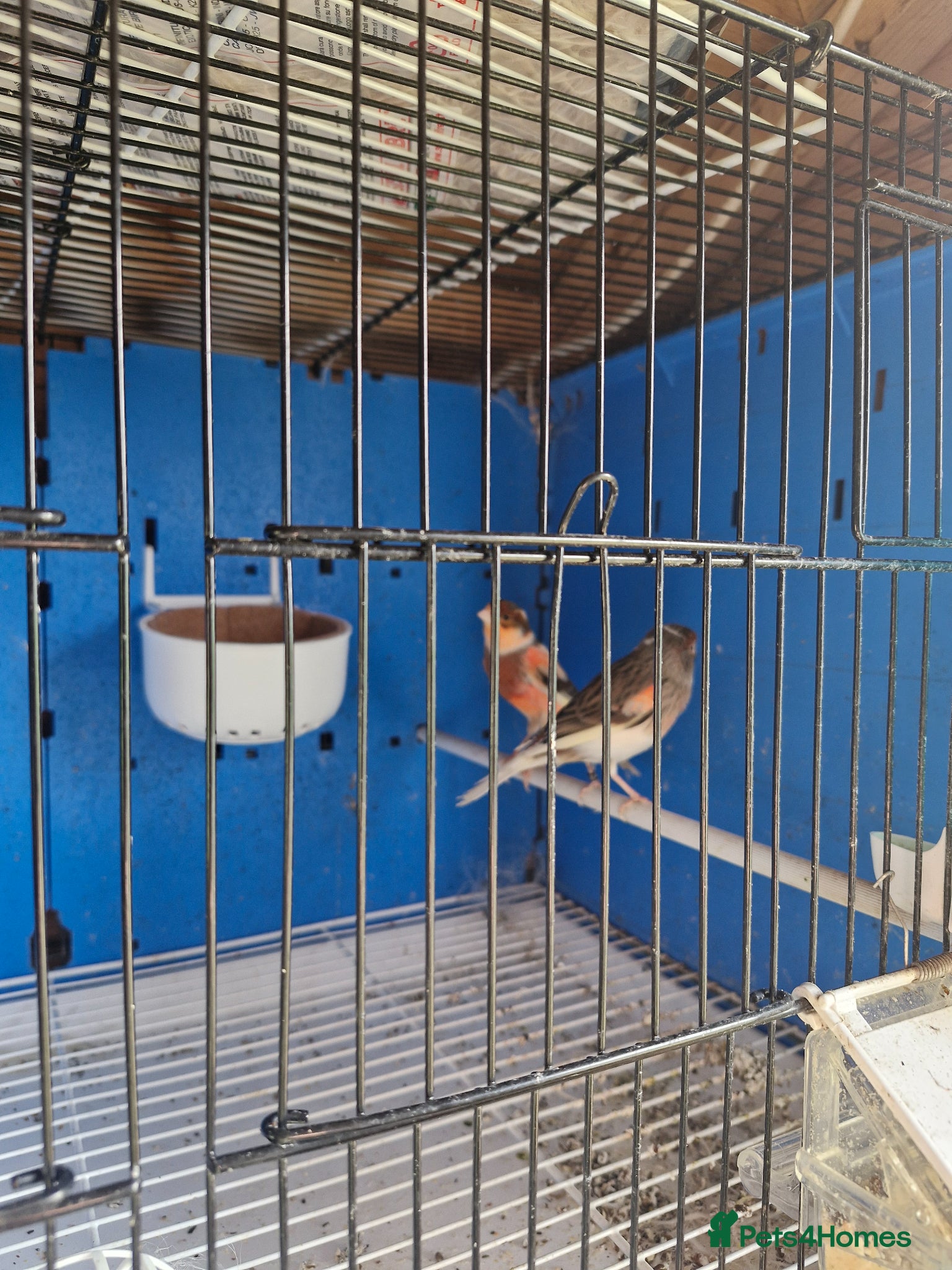 Canaries birds Canaries for sale - Advert 2