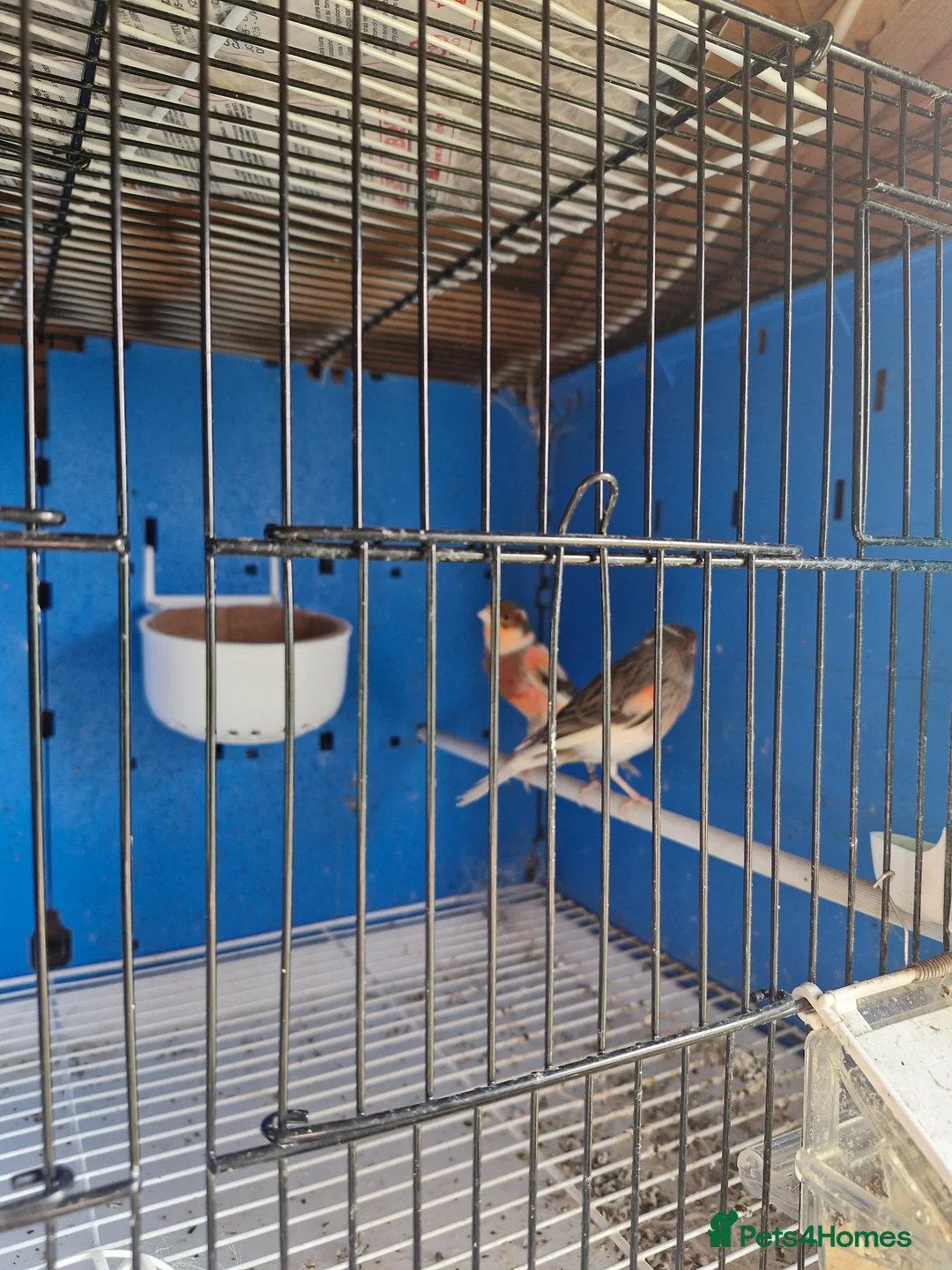 Canaries birds for sale: Canaries for sale - Advert 2