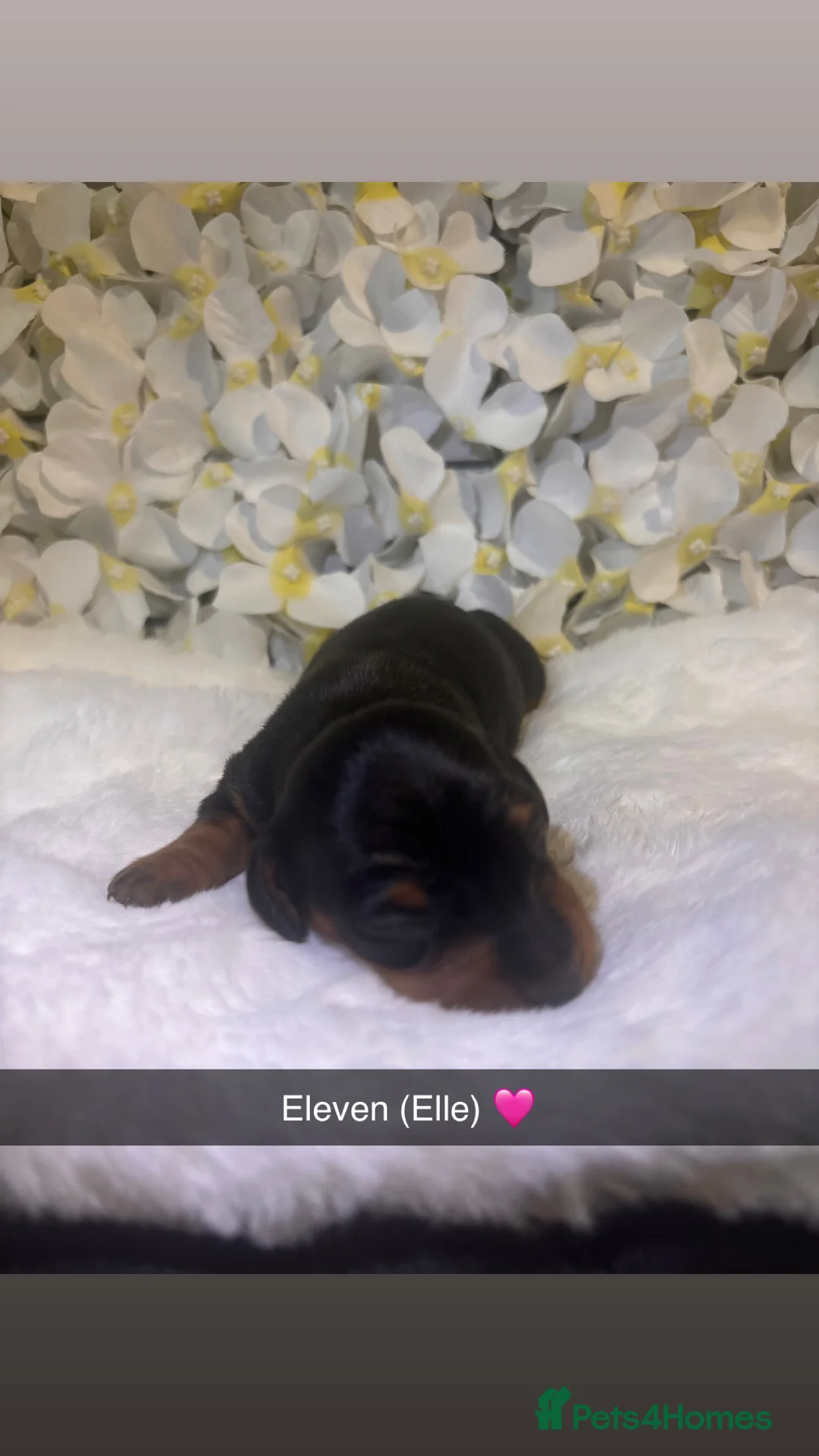Miniature Dachshund dogs for sale: Miniature Dachshund Puppies 🐶  - Advert 3