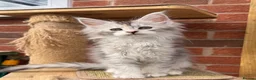 Maine Coon cats for sale: Maine coon kittens - Advert 11