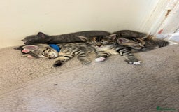 British Shorthair cats for sale: Kittens for sale  - Image 2