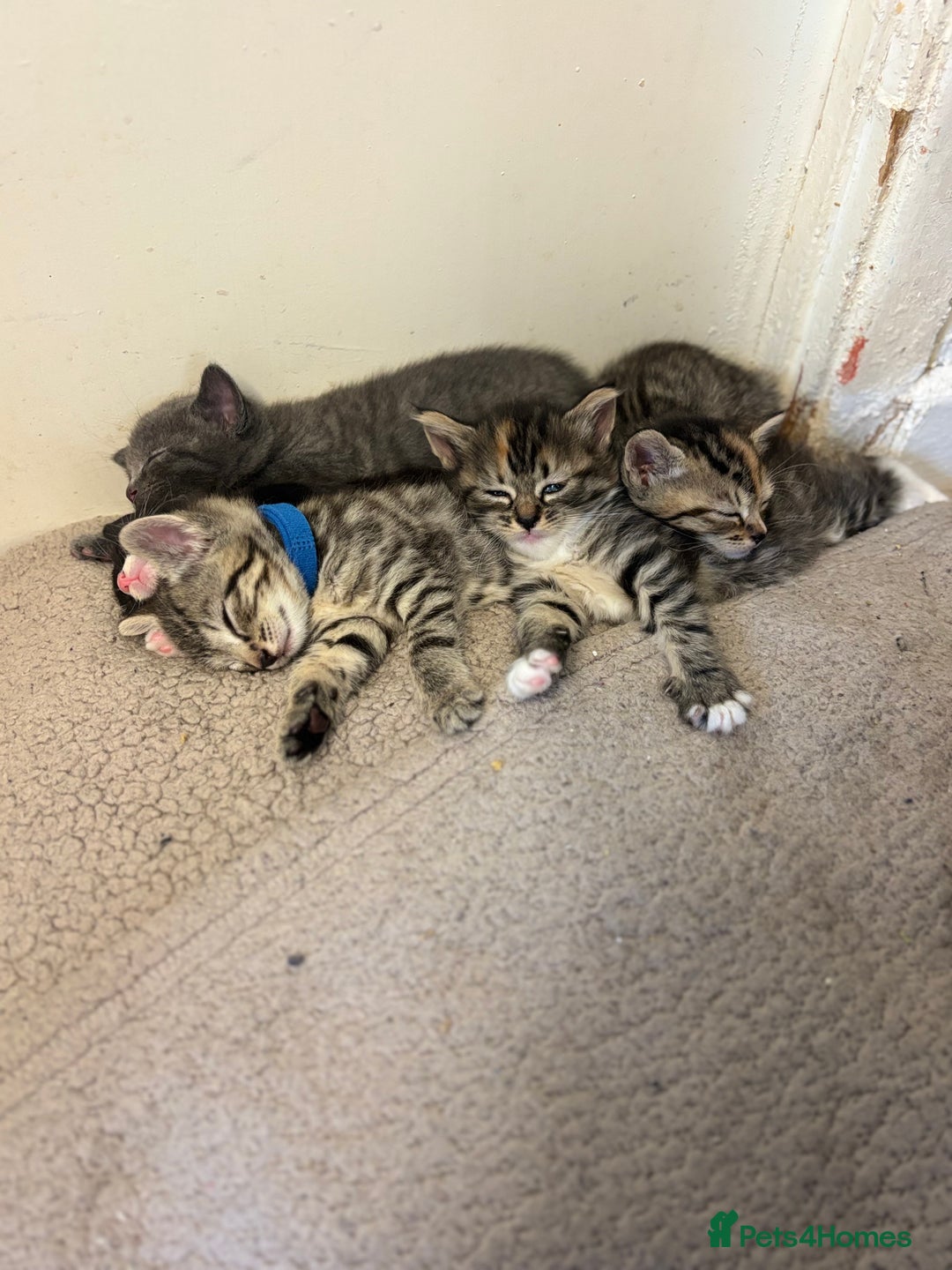 British Shorthair cats for sale: Kittens for sale  - Image 2
