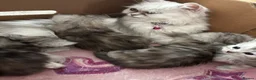 Persian cats for sale: Beautiful Persian Kittens  - Advert 2