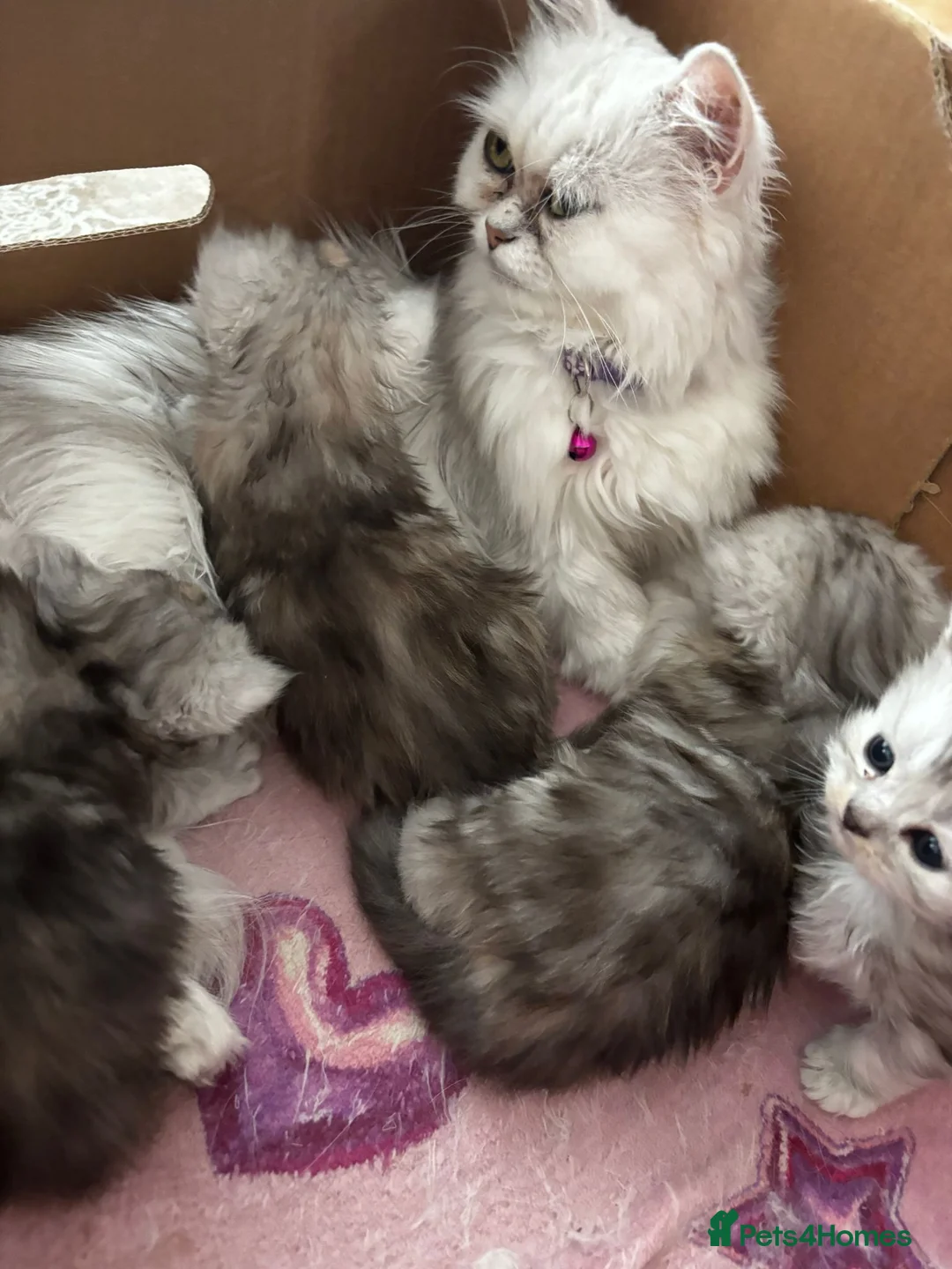 Persian cats for sale: Beautiful Persian Kittens  - Advert 2