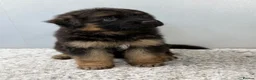 German Shepherd dogs for sale: Huge top quality 4th generation KC puppies - Advert 7