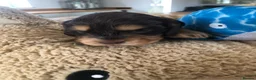 Cocker Spaniel dogs for sale: KC REG SHOW COCKER SPANIEL PUPPIES 🩷💙 - Advert 31