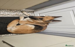 German Shepherd dogs for sale: Luna  - Image 4