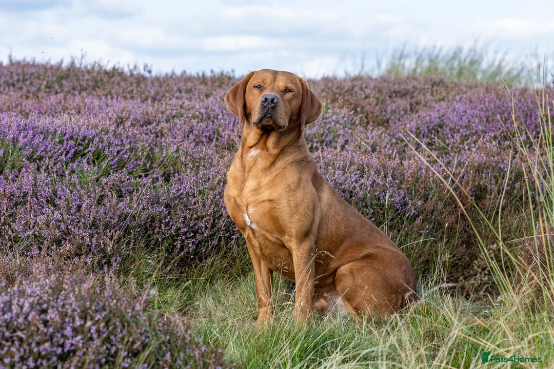 Labrador Retriever dogs for stud: 0/0 Hips & elbows fox red labrador - Advert 2
