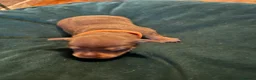 Miniature Pinscher dogs for sale: KC registered Miniature Pinscher chocolate and tan - Advert 9