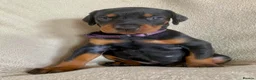 Dobermann dogs for sale: Health tested European puppies  - Advert 21