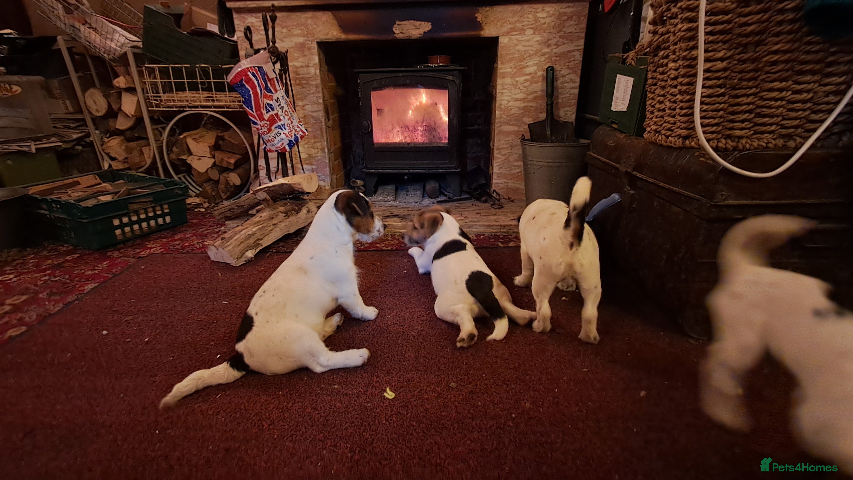 Jack Russell dogs KC Jack Russell pups, DNA Clear- LOA, SCA, PLL - Advert 1