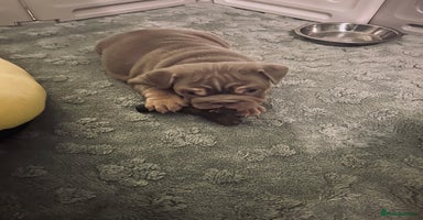 English Bulldog dogs - Advert 8