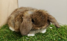 Mini Lop rabbits for sale: Vaccinated wellhandled Mini Lop-please read advert - Image 4