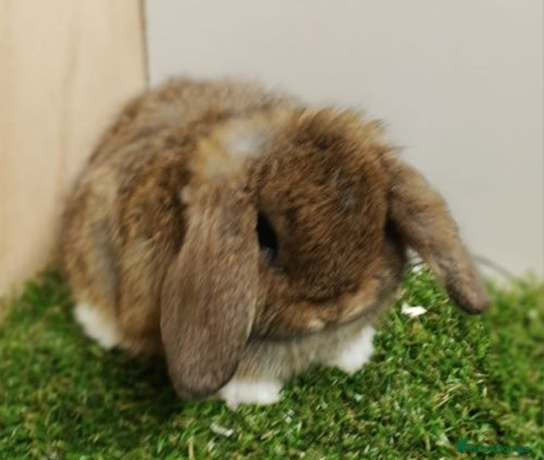Mini Lop rabbits for sale: Vaccinated wellhandled Mini Lop-please read advert - Image 4