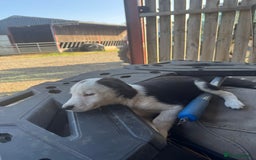 Border Collie dogs for sale: 3 males left .. female now sold! - Image 19