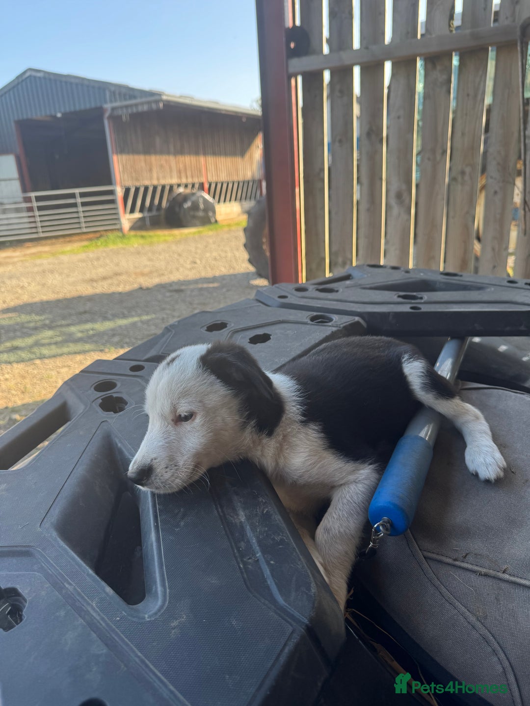 Border Collie dogs for sale: 3 males left .. female now sold! - Image 19