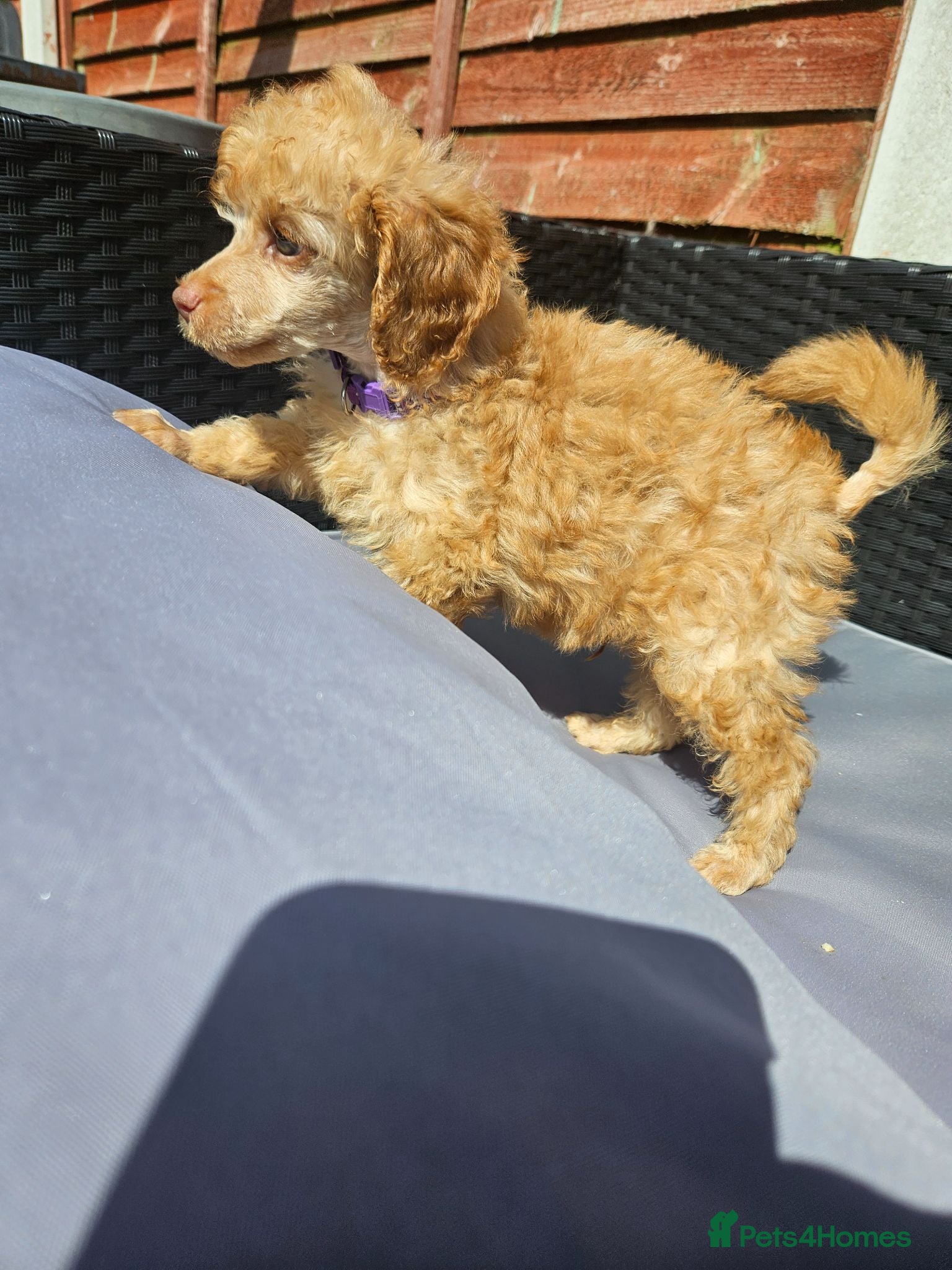 Toy Poodle dogs 8 weeks old Toy poodle male pup - Advert 7