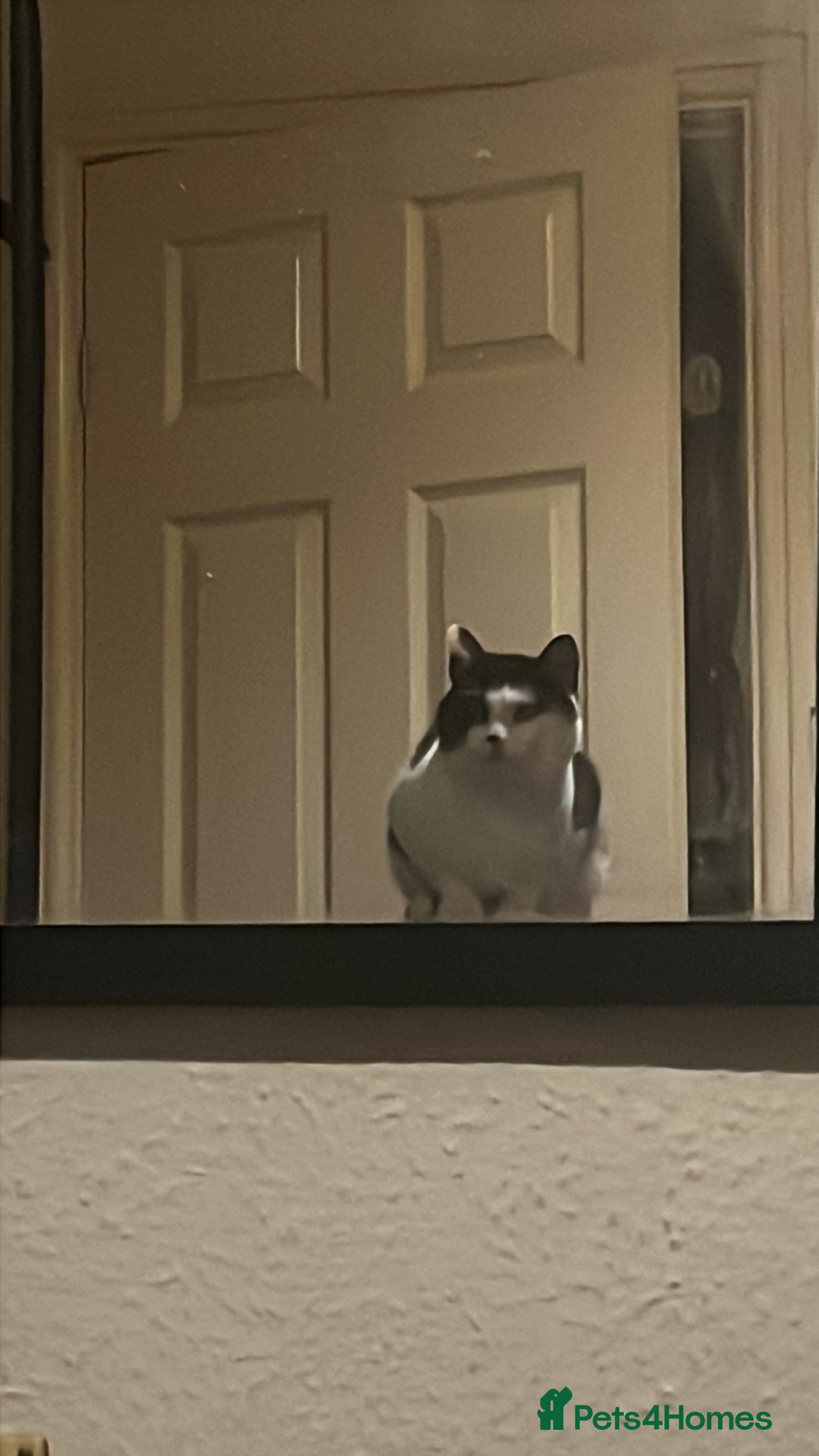 Mixed Breed cats 2 bonded cats - Advert 1