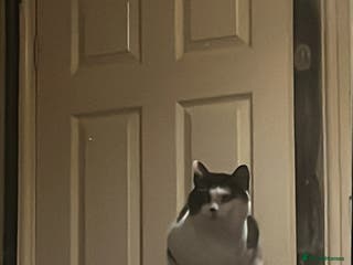 Mixed Breed cats 2 bonded cats - Advert 13