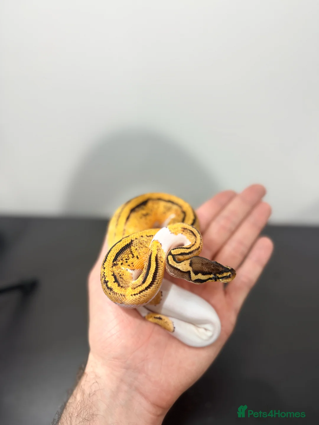 Python Snake reptiles for sale: Royal Python - Advert 5