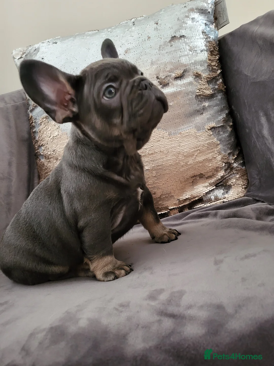 French Bulldog dogs for stud:  💥Amazing structure and quality! in Ebbw Vale - Advert 32