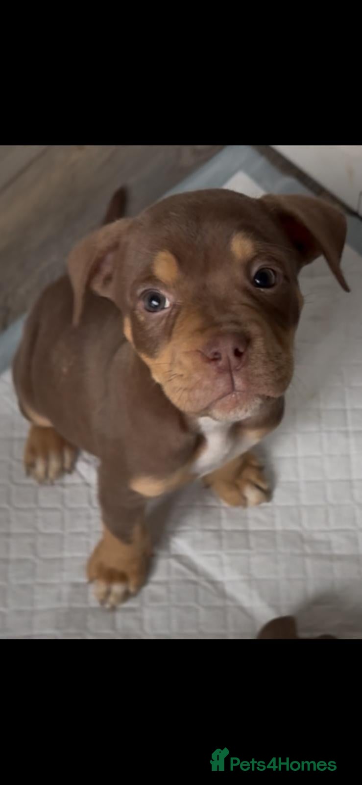 Olde English Bulldogge dogs Olde English bulldog puppies READY NOW  - Advert 3