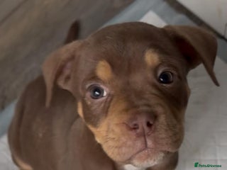 Olde English Bulldogge dogs Olde English bulldog puppies READY NOW - Advert 10