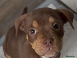 Olde English Bulldogge dogs Olde English bulldog puppies READY NOW - Advert 8