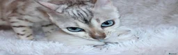 Bengal cats for sale: ❄️🏆STUNNING SNOW BENGALS. TICA REGISTERED. 😻🏆❄️ - Advert 2