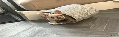 French Bulldog 6